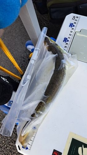 鴨川湾