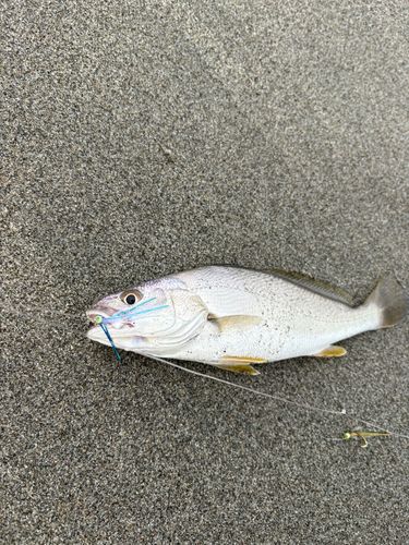 中田島サーフ