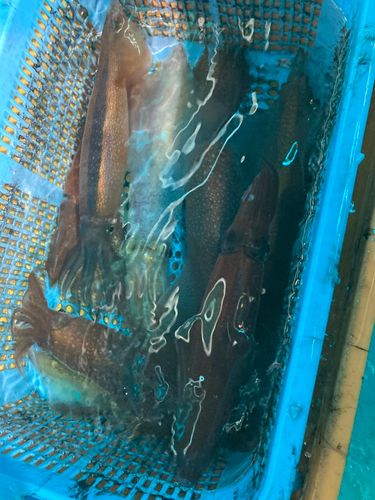 スルメイカの釣果