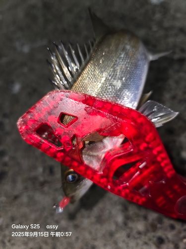 セイゴ（マルスズキ）の釣果