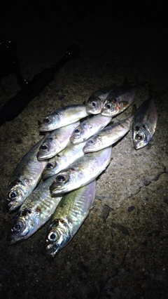 マアジの釣果