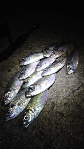 マアジの釣果
