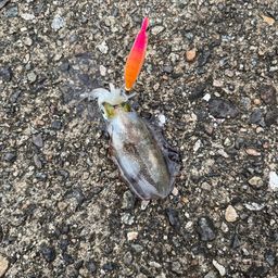 アオリイカ