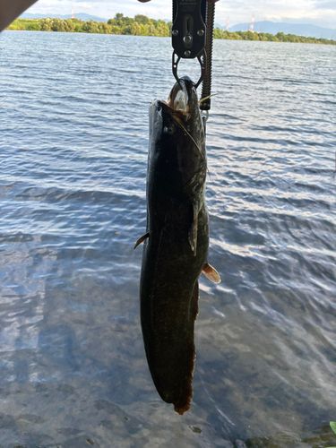 ナマズの釣果