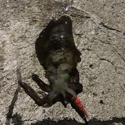 アオリイカ