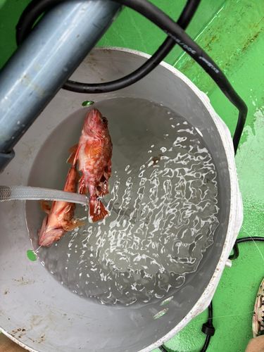 カサゴの釣果