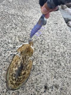コウイカの釣果