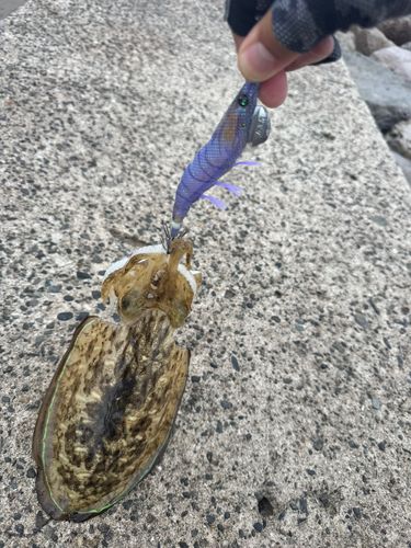 コウイカの釣果