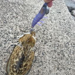 コウイカ