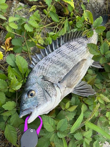 チヌの釣果