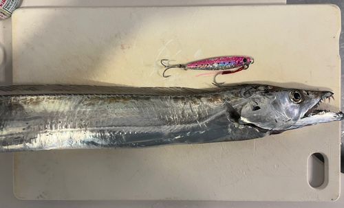 タチウオの釣果