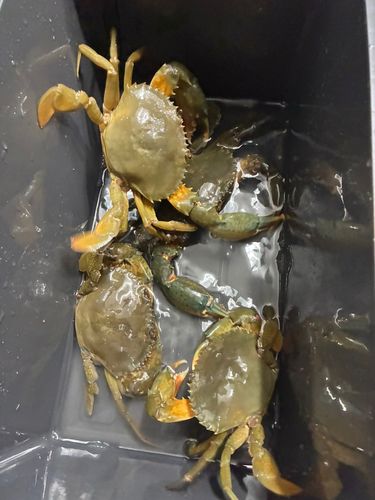 ノコギリガザミの釣果
