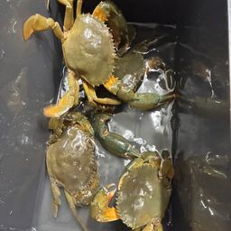 ノコギリガザミ