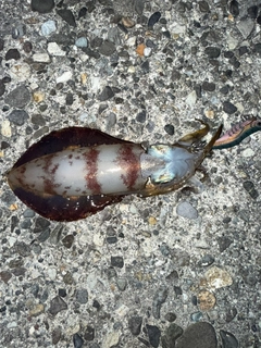 アオリイカの釣果