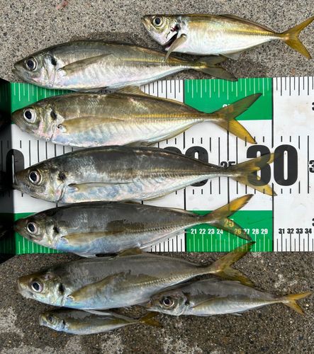マアジの釣果