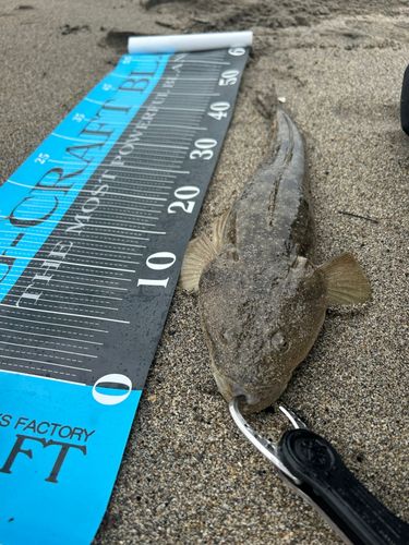 マゴチの釣果