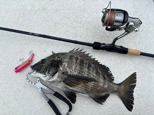 クロダイの釣果
