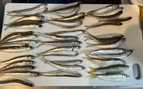 カタクチイワシの釣果