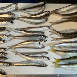 カタクチイワシ