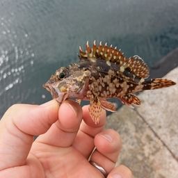 カサゴ