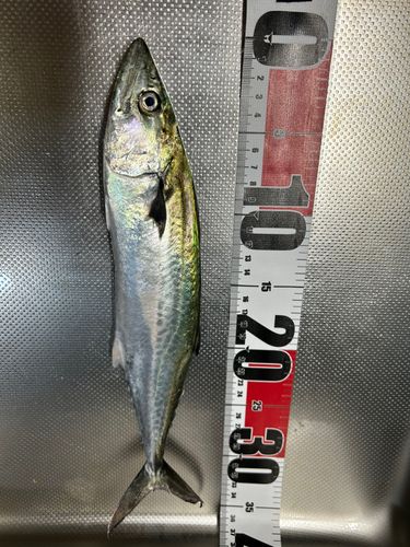 サゴシの釣果