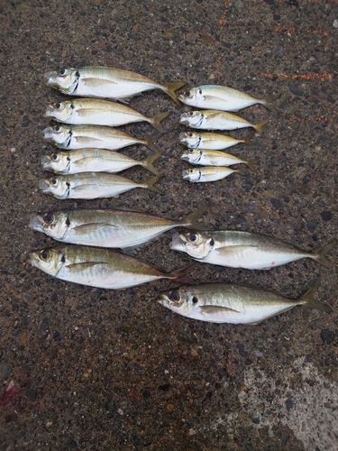アジの釣果