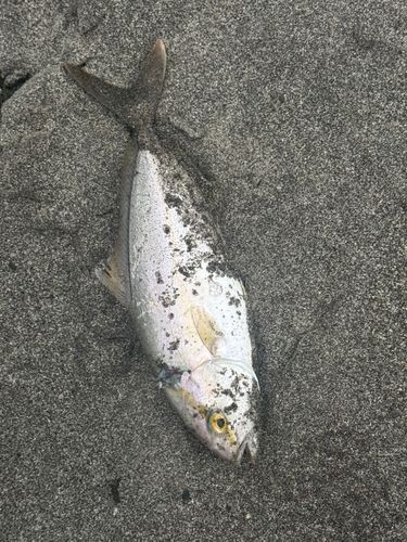 ショゴの釣果