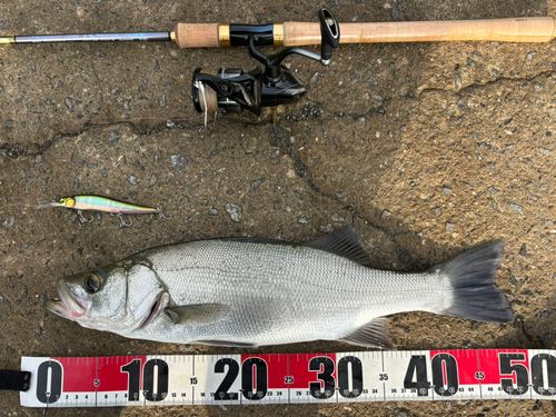 ヒラスズキの釣果
