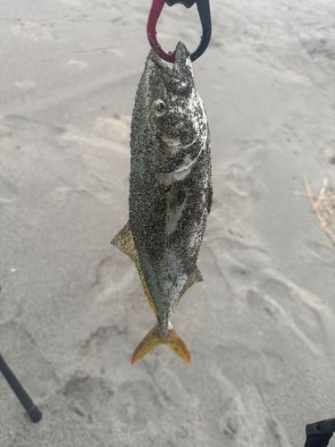 ワカシの釣果