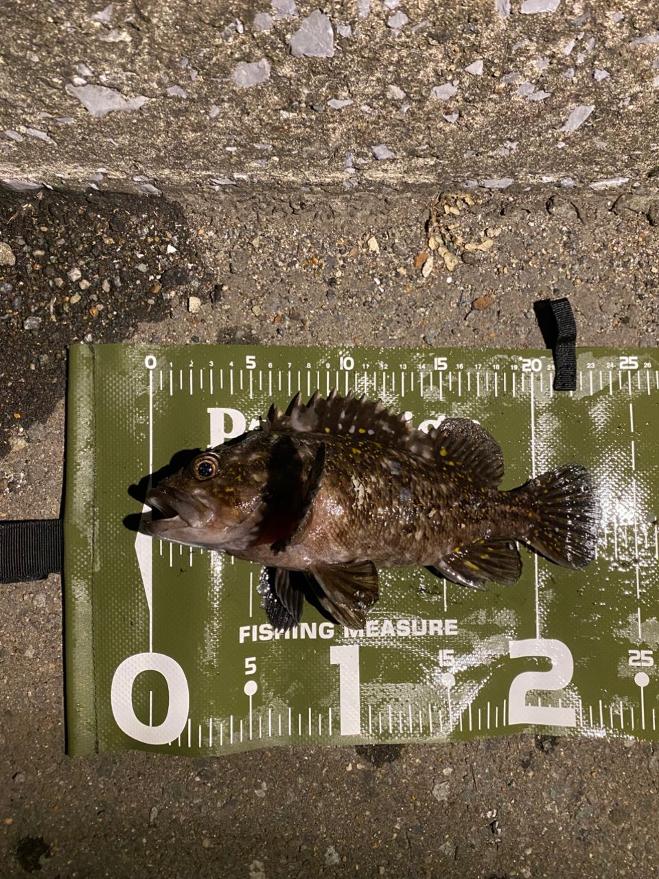 オウゴンムラソイ