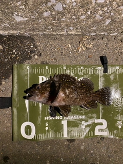 オウゴンムラソイの釣果