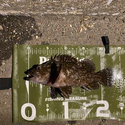 オウゴンムラソイ