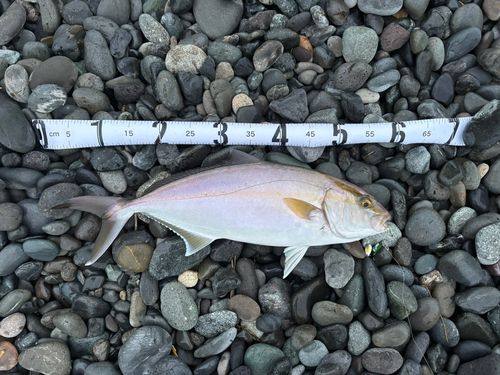 ショゴの釣果