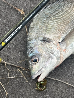 キビレの釣果