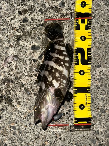 クエの釣果