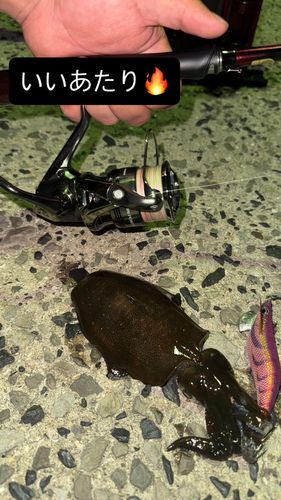 アオリイカの釣果