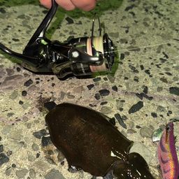 アオリイカ