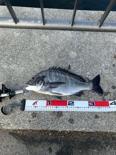 チヌの釣果