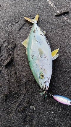 フクラギの釣果