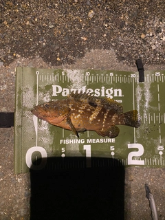 キジハタの釣果