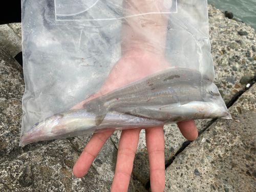 キスの釣果