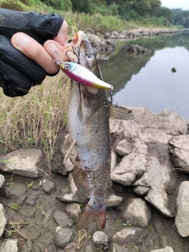 アメリカンキャットフィッシュの釣果