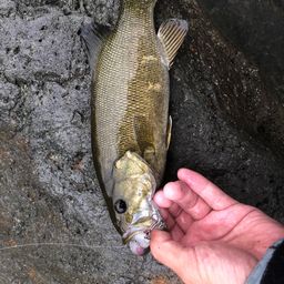 スモールマウスバス