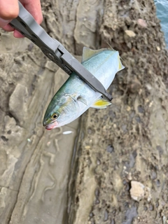 イナダの釣果