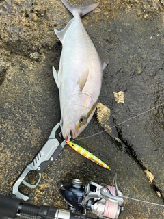 カンパチの釣果
