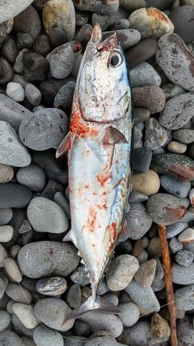 ヒラソウダの釣果