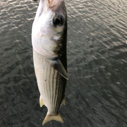 ボラ