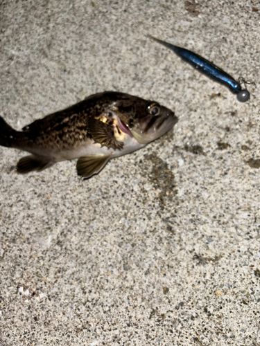 ソイの釣果