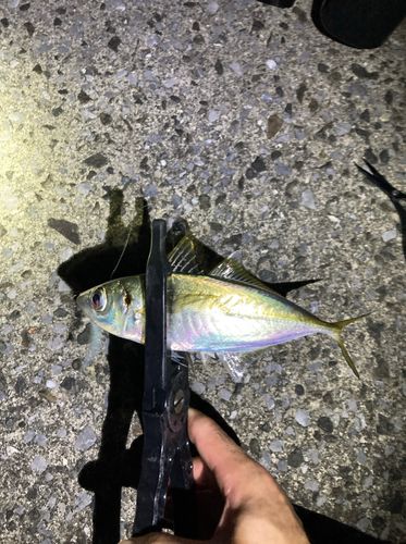 別府湾