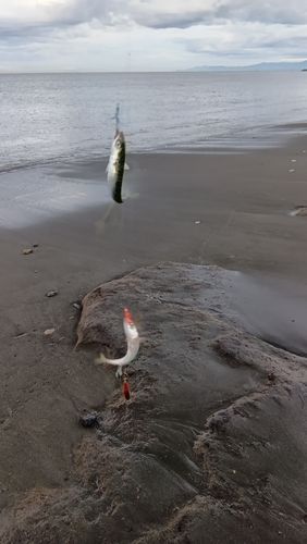 マサバの釣果